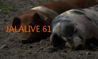 JALALIVE 61: Menyelami Keindahan, Tradisi, dan Spiritualitas dalam Harmoni Hidup 