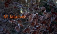 M Jalalive: Menyemarakkan Kehidupan Sehat dengan Keunikan Rasa 