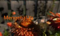 Mengenal Yandex JalaLive: Inovasi Streaming yang Mengubah Cara Kita Menikmati Konten Digital 
