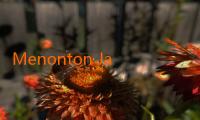 Menonton JalaLive Gratis HD: Pengalaman Nonton Streaming Tanpa Batas 